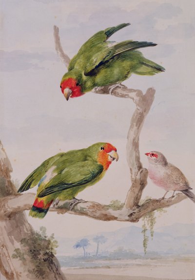 Twee roodwangagapornissen en een wasvink, 1756 door Aert Schouman