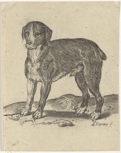 Staande hond door Agostino Carracci