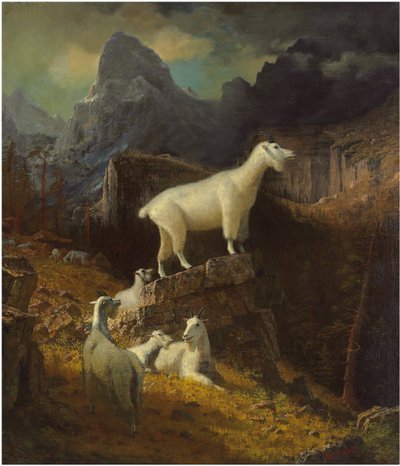 Rocky Mountain Geiten, ca. 1885 door Albert Bierstadt