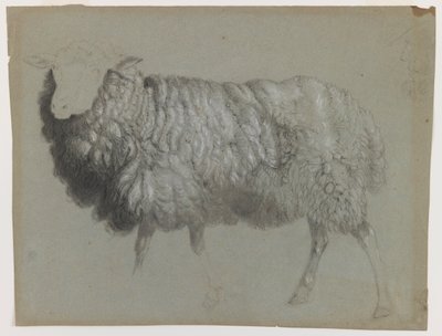Studie van een ooi door Albert Bierstadt