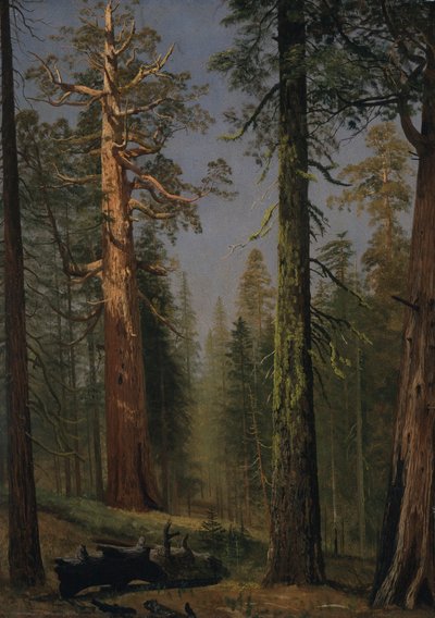 De grizzly reuzensequoia, Mariposa Grove, Californië door Albert Bierstadt