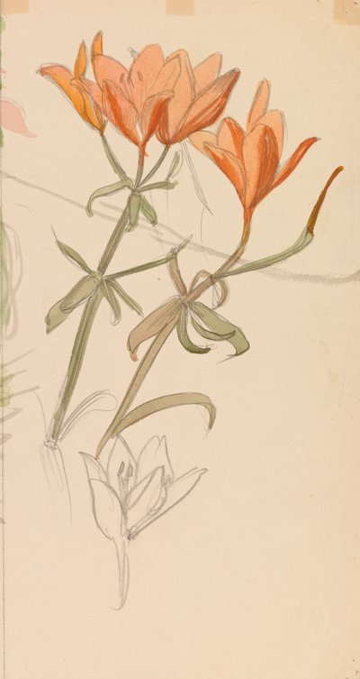 Orange Lilien door Albert Edelfelt