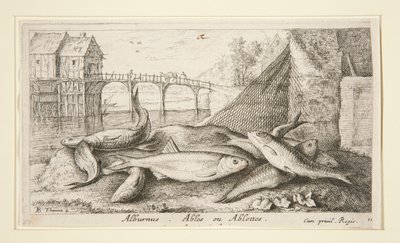 Alburnus. Ables of Ablettes door Albert Flamen