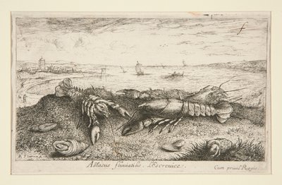 Astacus fluriatilis. L door Albert Flamen