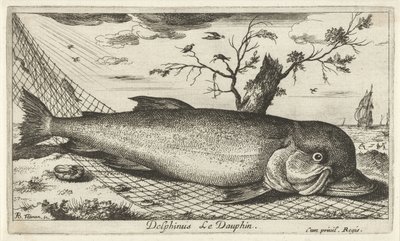 Dolfijn in een visnet door Albert Flamen