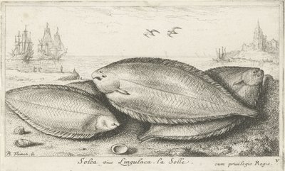 Drie zeetongen op het strand door Albert Flamen