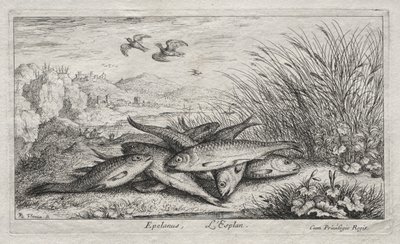 Zoetwatervissen, Deel II: Epelanus, L