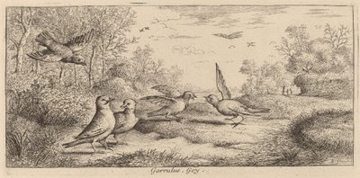 Garrulus, De Gaai door Albert Flamen