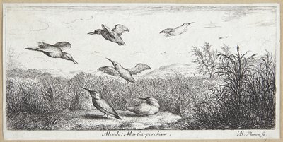 IJsvogel (Alcedo) door Albert Flamen