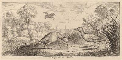 Ortygometra, De Ral door Albert Flamen