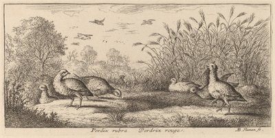 Pedrix rubra, De Roodpootpatrijs door Albert Flamen