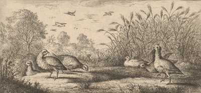Perdix rubra, Perdix rouge De Roodpootpatrijs: Livre d