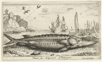 Steur op het strand door Albert Flamen