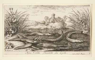 De Elrits, uit het tweede deel van de serie Zoetwatervissen door Albert Flamen