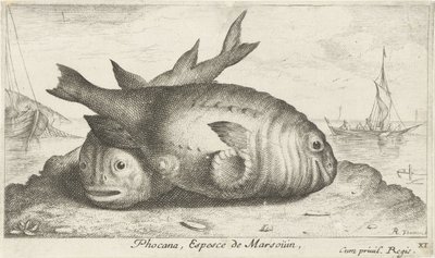Twee bruinvissen op het strand door Albert Flamen