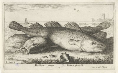 Twee kabeljouwen op het strand door Albert Flamen