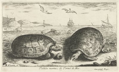 Twee schildpadden op het strand door Albert Flamen