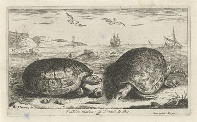 Twee schildpadden op het strand door Albert Flamen