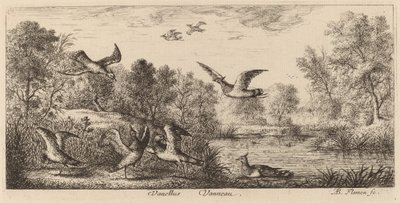 Vanellus, De Kievit door Albert Flamen
