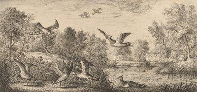Vanellus, Vanneau De Kievit: Livre d