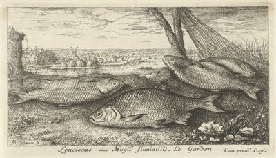 Vier blankvoornen bij een visnet door Albert Flamen