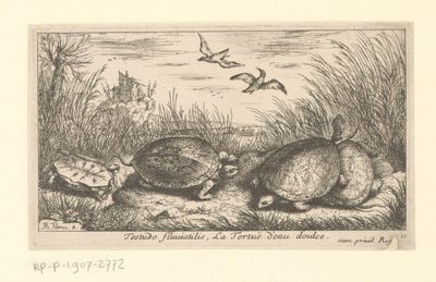 Vier zoetwaterschildpadden tussen gras en riet door Albert Flamen