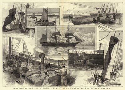 Walvisvangst in de Zuidelijke Stille Oceaan, operaties aan boord van een Australische Walvisvaarder door Albert Henry Fullwood