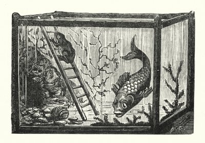 Vis en kikker in een viskom (gravure) door Albert Robida