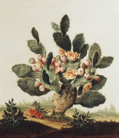 Stilleven van een cactus door Albert van der Eeckhout