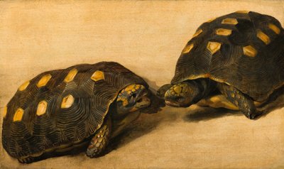 Studie van twee Braziliaanse schildpadden door Albert van der Eeckhout
