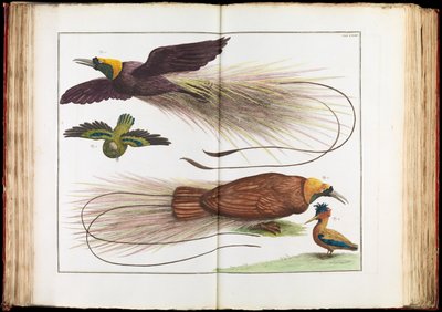 Paradijsvogels, Paradisaeidae door Albertus Seba