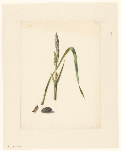 Studie van Iris met rups, eronder een cocon en ingesponnen rups door Albertus Steenbergen
