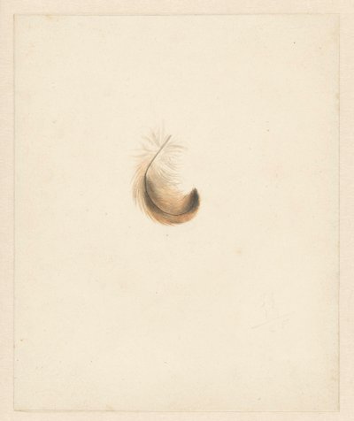 Studie van een veertje door Albertus Steenbergen
