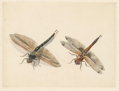 Studie van twee libellen door Albertus Steenbergen