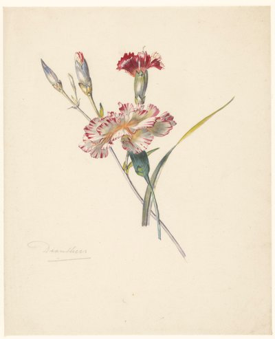 Studieblad met anjers door Albertus Steenbergen