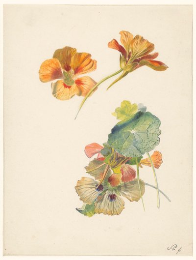 Studieblad met Oost-Indische kers door Albertus Steenbergen