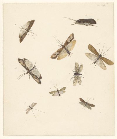 Studieblad met acht nachtvlinders door Albertus Steenbergen