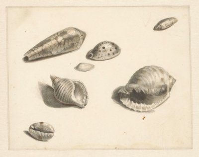 Studieblad met diverse schelpen door Albertus Steenbergen