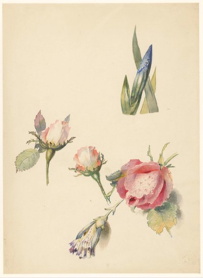 Studieblad met drie rozen en een iris door Albertus Steenbergen