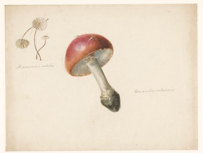 Studieblad met paddestoelen, de Amanita Rubescens en de Marasmius Rotula door Albertus Steenbergen