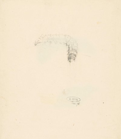 Studieblad met rups, Lasiocampa Quireifolia door Albertus Steenbergen