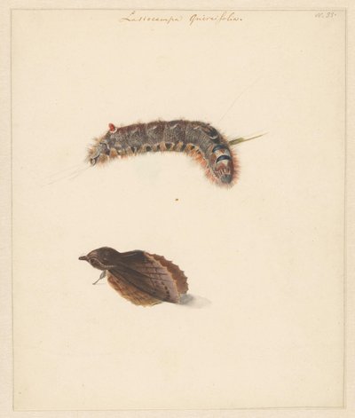 Studieblad met rups en nachtvlinders, Lasiocampa Quireifolia door Albertus Steenbergen