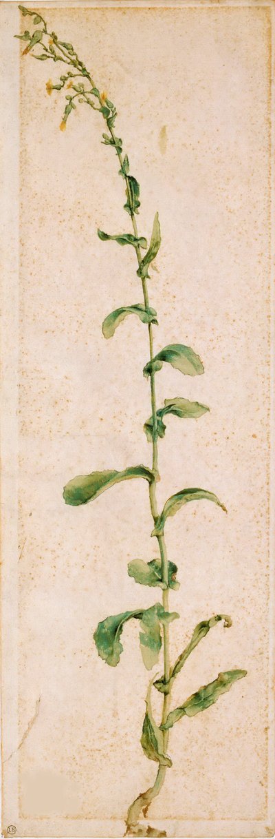 Een Tabaksplant, eerste kwart van de 16e eeuw door Albrecht Dürer