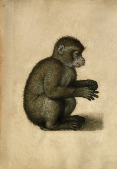 Aap door Albrecht Dürer