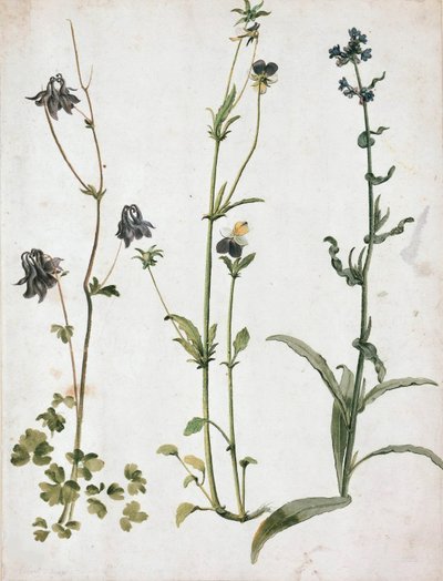 Akelei, Stiefmoeder en Ochsenzunge, Eerste kwart van de 16e eeuw door Albrecht Dürer