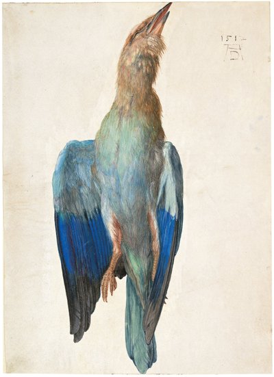 Oostenrijks Duits: Tote Blauracke Dode Bluebird door Albrecht Dürer