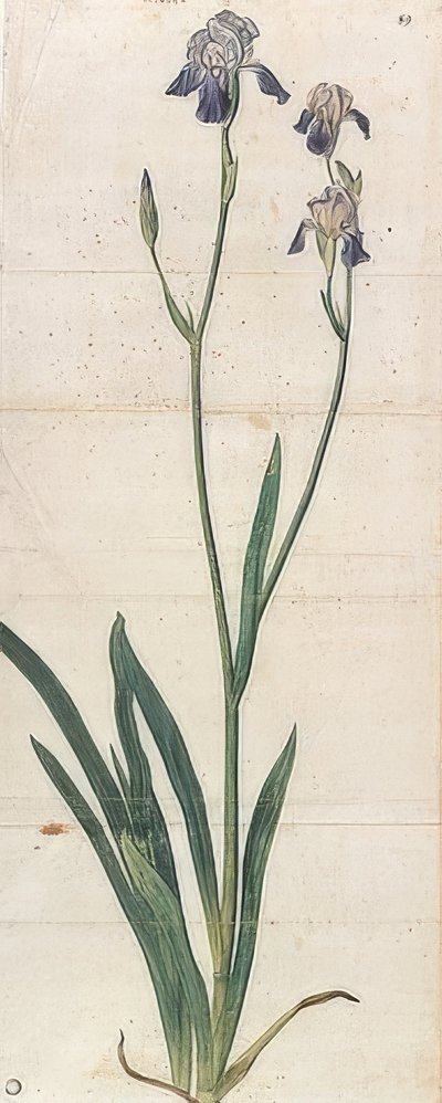 Blauwe bloeiende zwaardlelie - Iris Germanica (Iris Trojana?). Circa 1503 door Albrecht Dürer