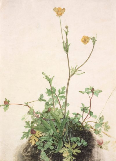 Boterbloemen, Rode Klaver en Weegbree, 1526 door Albrecht Dürer