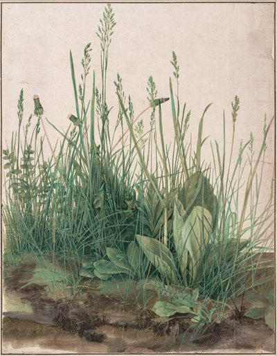 Das große Rasenstück door Albrecht Dürer