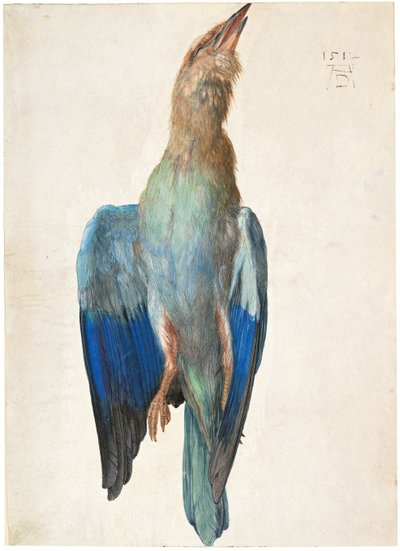 Dode Blauwe Roller, 1500 of 1512 door Albrecht Dürer